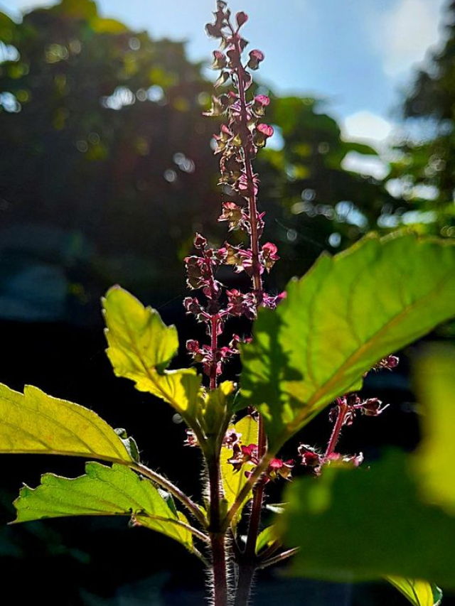 Importance Of Placing A Tulsi Plant At Your Home