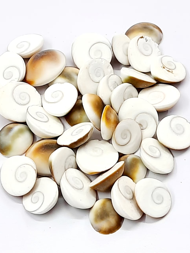 Amazing Benefits Of Gomati Chakra